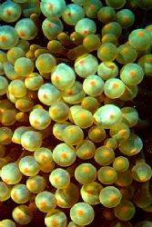 Bubble sea anemone, Entacmaea quadricolour, on a japanese... by Michael Arvedlund 